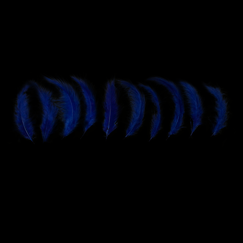 Blue Feathers - Balloominators